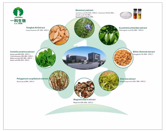 World Well-Being Biotech Certificato ISO e FDA Estratto di acido clorogenico al 5-98% da carciofo, chicco di caffè verde, fiore di caprifoglio, Eucommia Ulmoides