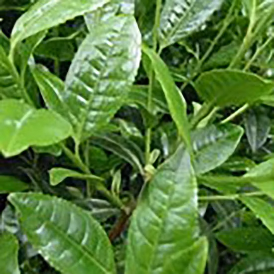 Estratto di tè verde 95% Ec (epicatechina) per alimenti funzionali