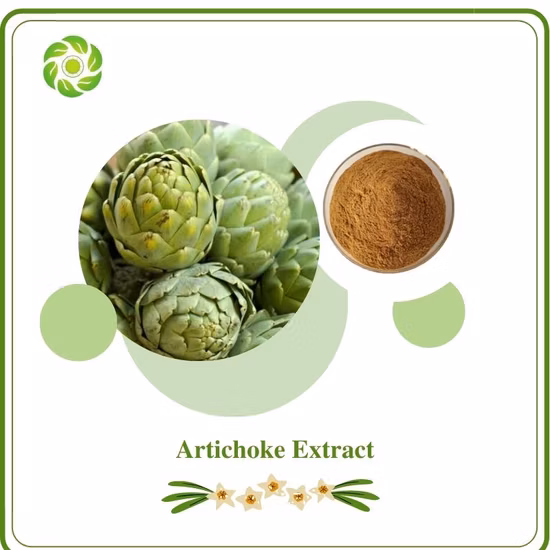 Estratto di carciofo Cynarin 98% 30964-13-7 fornitura