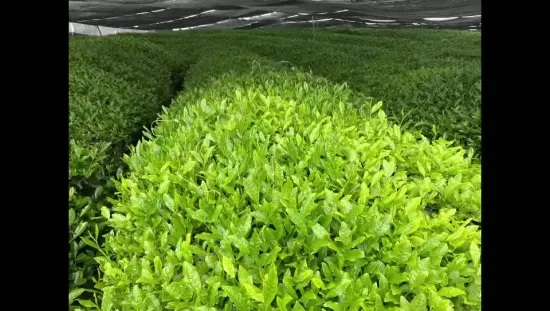 Estratto naturale di tè verde in polvere L-teanina teanina