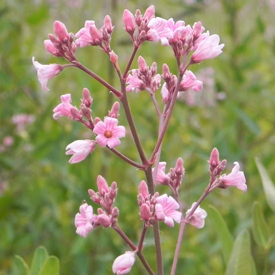 Estratto naturale di foglia di carciofo di topinambur di alta qualità
