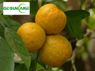 Polvere di estratto di arancia amara / Estratto di frutto di sinefrina Citrus Aurantium al 6-98%.